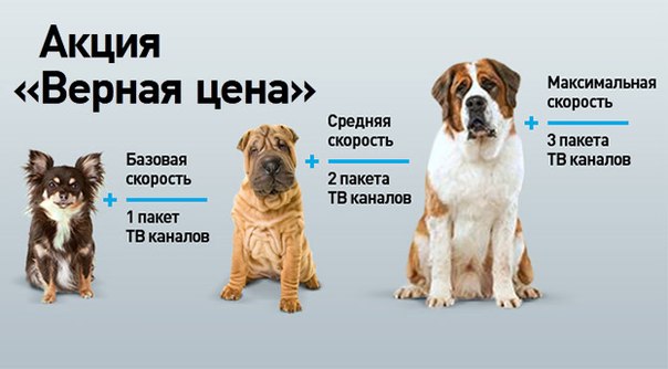 Тариф «Верная цена» от Ростелеком: подробное описание