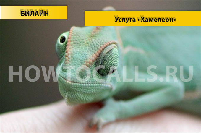 Услуга Хамелеон от Билайн - отключение, подключение и описание услуги Хамелеон на Билайне Услуга Хамелеон от Билайн - отключение, подключение и описание услуги Хамелеон на Билайне