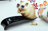 Пакет каналов Amedia Premium от Ростелекома и его подключение Пакет каналов Amedia Premium от Ростелекома и его подключение